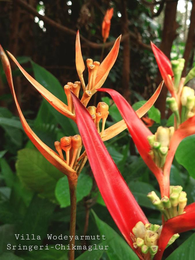 Villa Wodeyarmutt Tropical Luxury Living Sringeri المظهر الخارجي الصورة